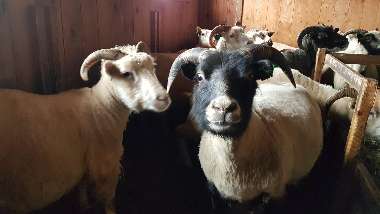 Klara'S Farm Holidays Hella Bagian luar foto
