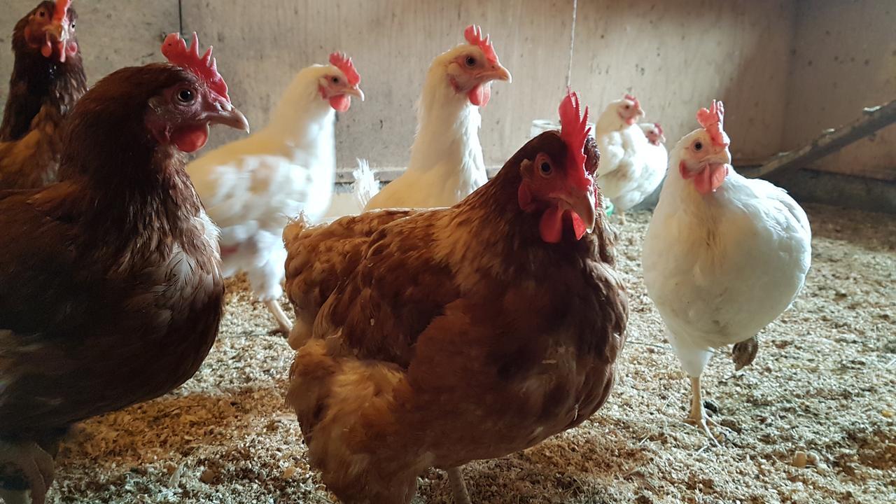 Klara'S Farm Holidays Hella Bagian luar foto