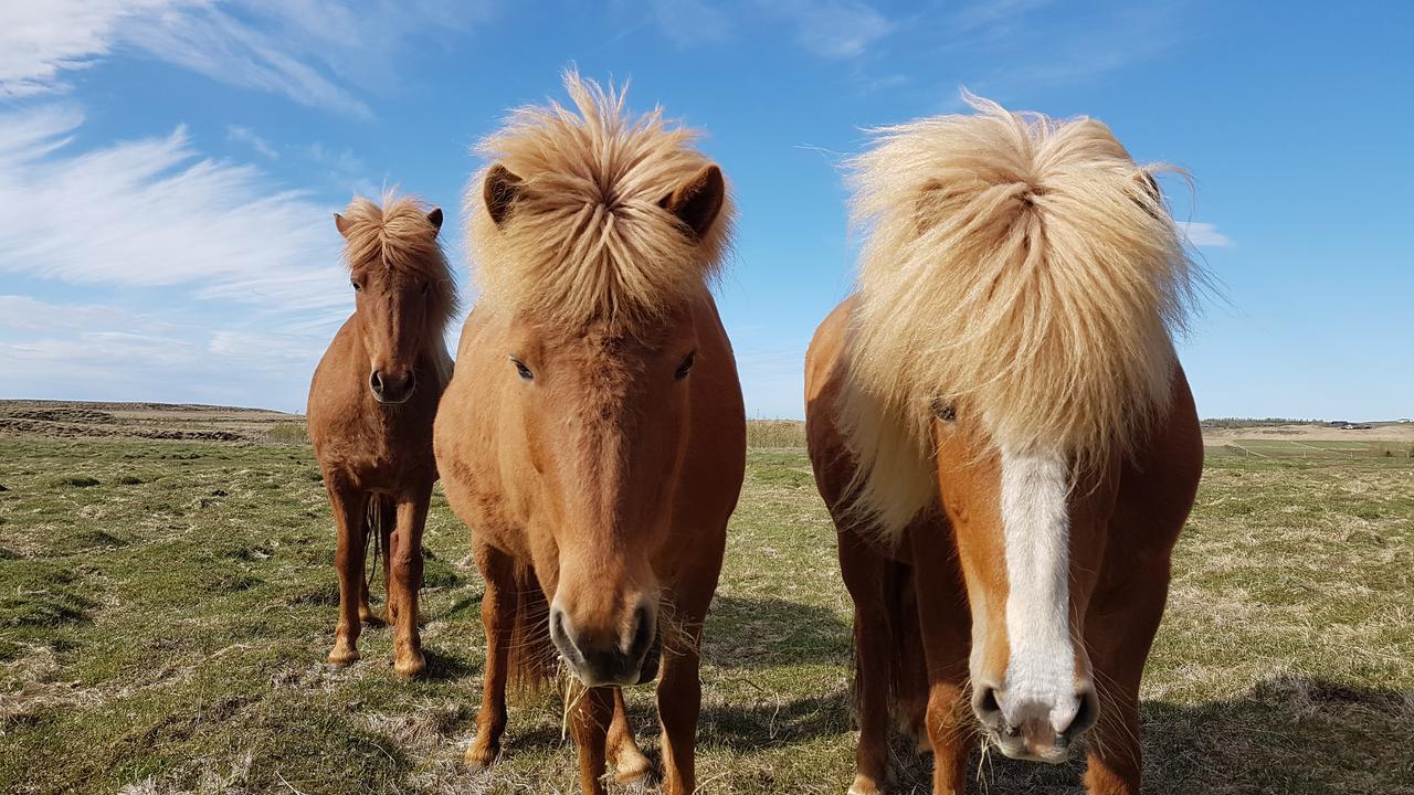 Klara'S Farm Holidays Hella Bagian luar foto